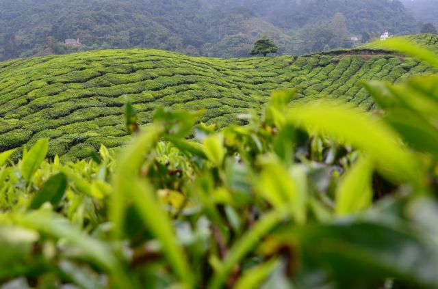 Plantaţii de ceai - Cameron Highlands, Malaezia