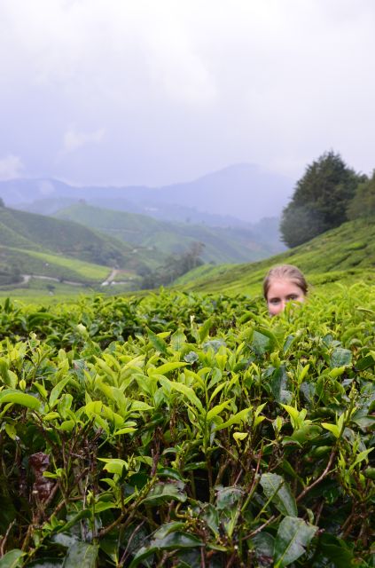 Plantaţii de ceai - Cameron Highlands, Malaezia